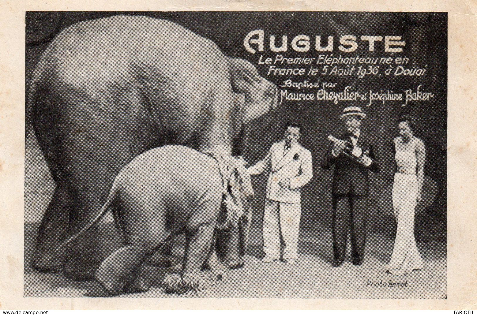 DOUAI Le 5 AOUT 1936 - AUGUSTE Le 1er éléphant Né En France . Baptisé Par MAURICE CHEVALIER Et JOSEPHINE BAKER. - Douai