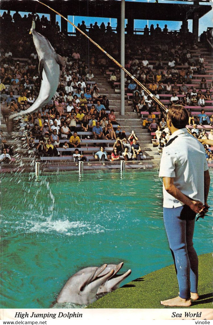 P-24-Mi-Is-2577 :  HIGH JUMPING DOLPHIN - Dolphins