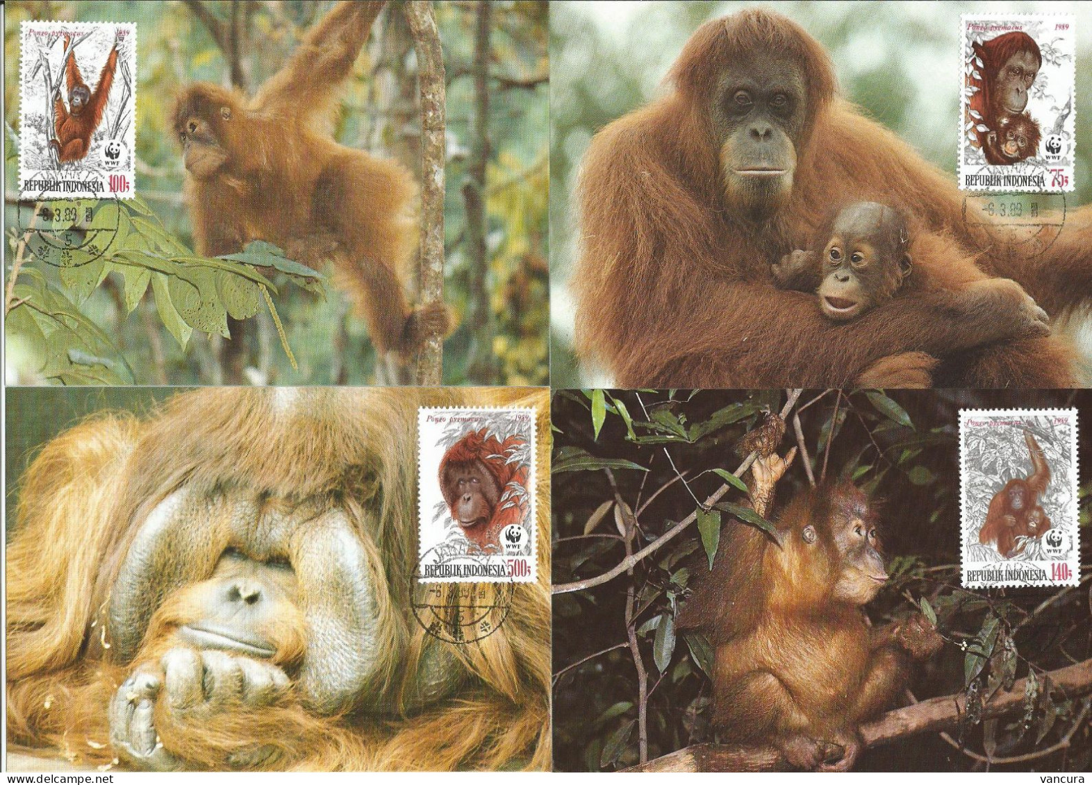 CM Indonesia/WWF Protected Orangutan 1990 - Monkeys