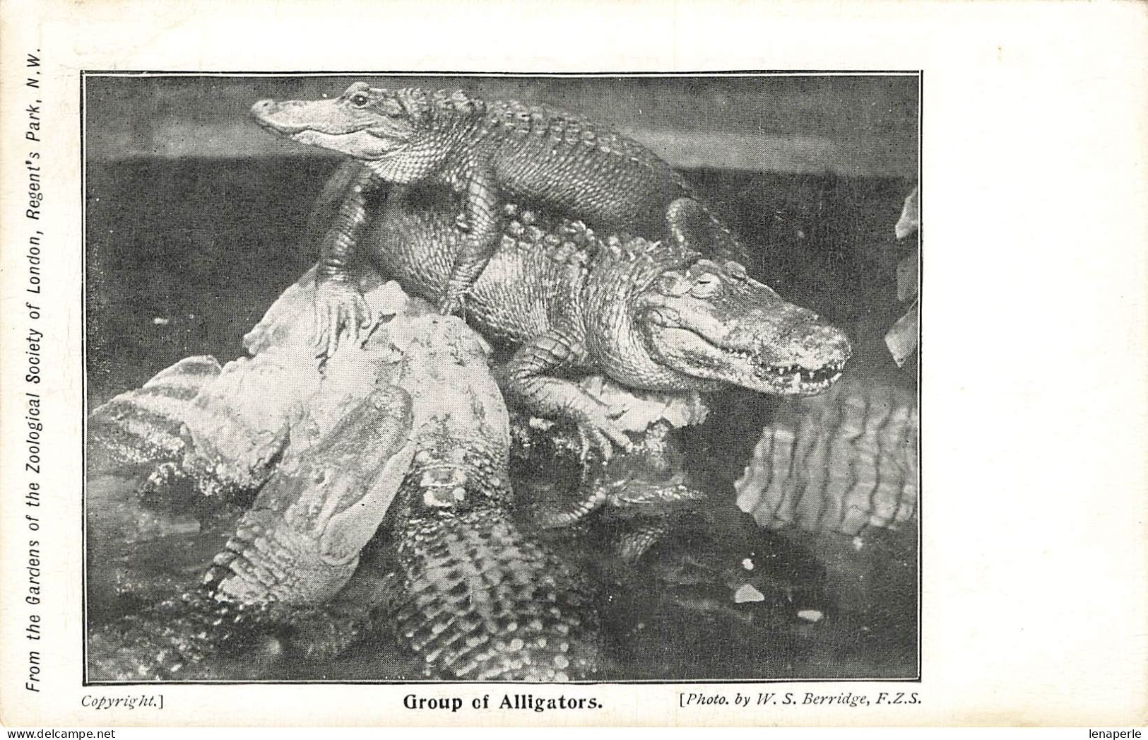 C786 FANTAISIE Alligators - Other & Unclassified