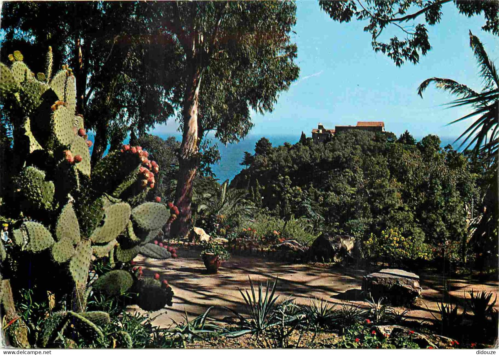 Espagne - Espana - Cataluna - Costa Brava - Blanes - Fundacion Carlos Faust - Jardin Botanico Mar I Murtra - Cactus - CP - Gerona
