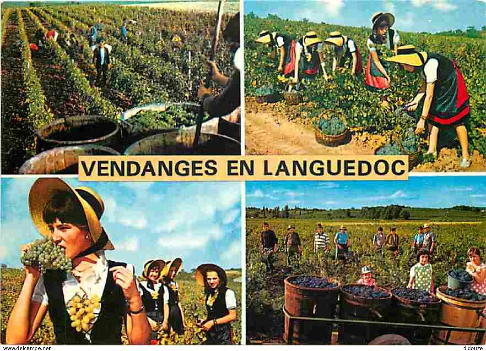 Vignes - Vendanges En Languedoc - Multivues - Tonneaux - Vendanges - Raisins - Vin - CPM - Voir Scans Recto-Verso - Vines