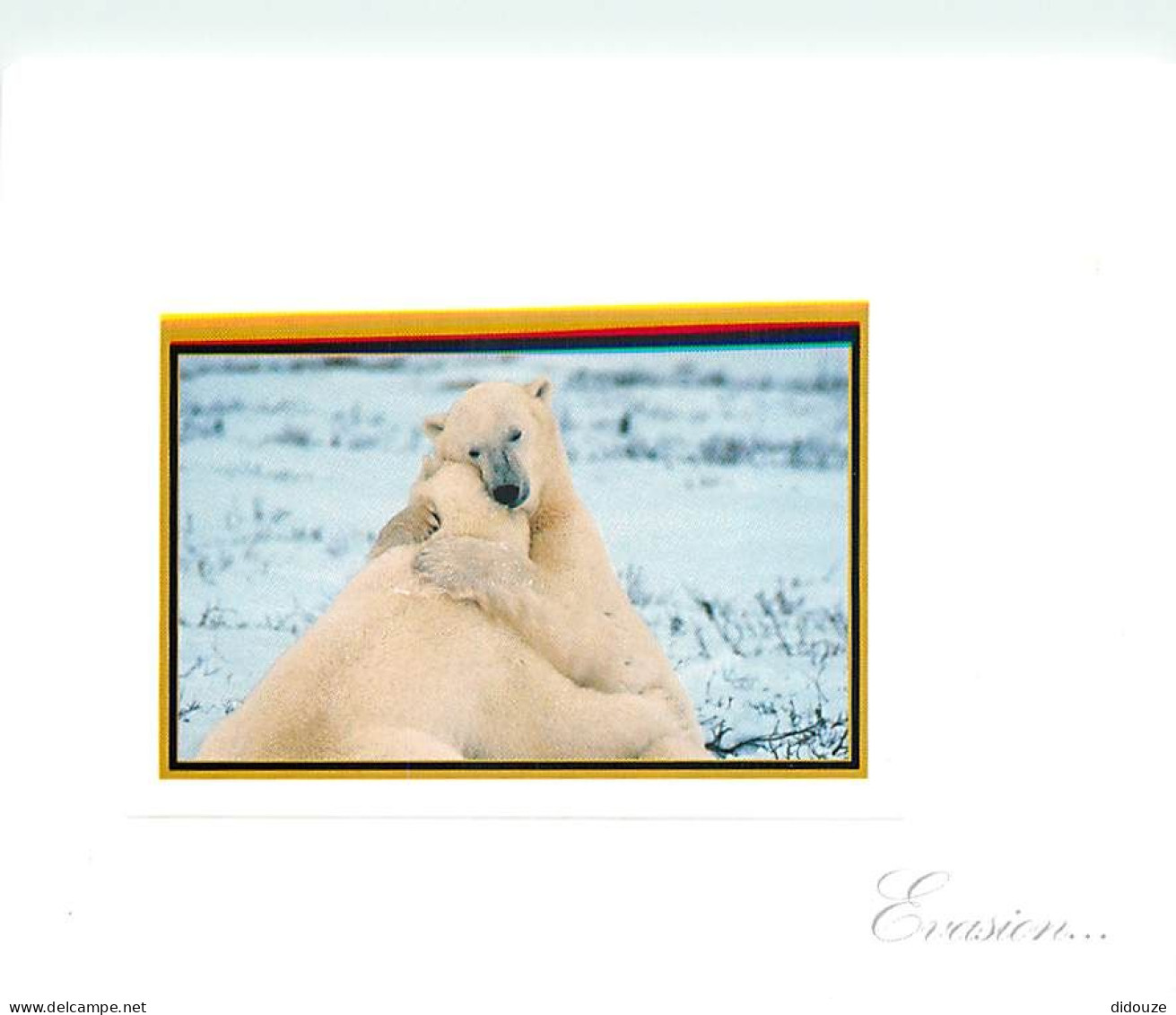 Animaux - Ours - Ours Blanc - Bear - CPM - Voir Scans Recto-Verso - Ours