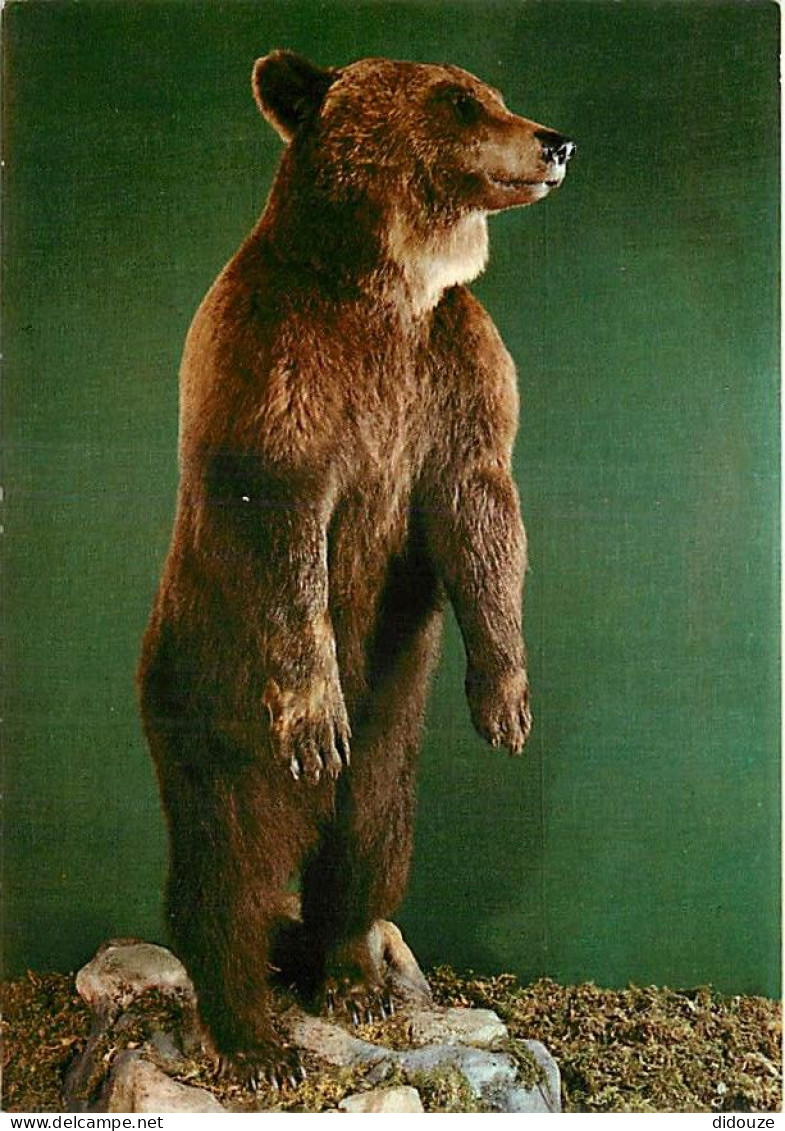 Animaux - Ours - Museo Civico Di Storia Naturale Milano - Orso Bruno - Bear - CPM - Carte Neuve - Voir Scans Recto-Verso - Ours