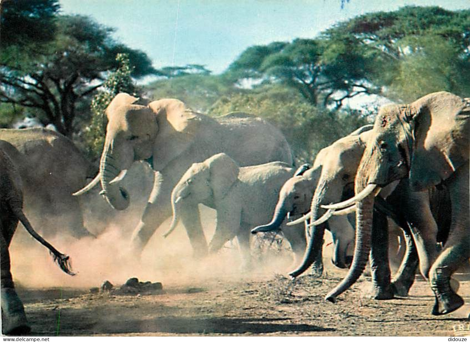 Animaux - Eléphants - Faune Africaine - CPM - Voir Scans Recto-Verso - Éléphants