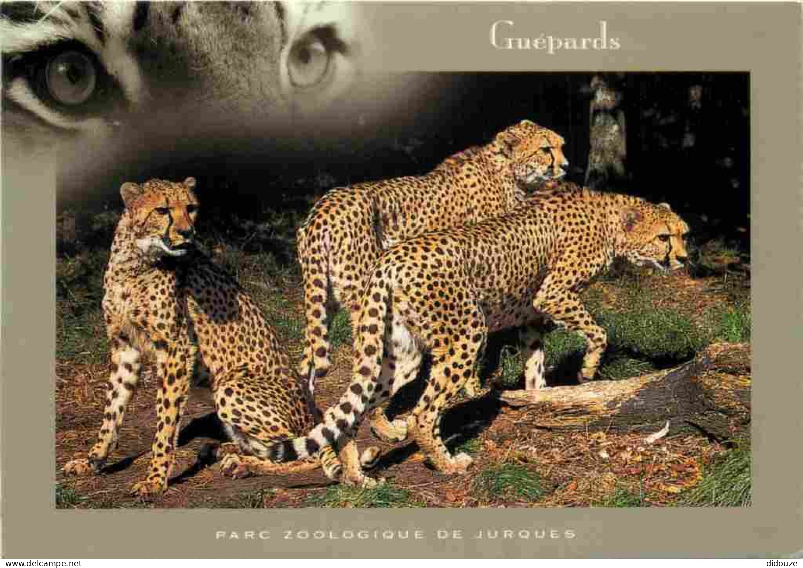 Animaux - Fauves - Guépard - Parc Zoologique De Jurques - Cheetah - Zoo - CPM - Carte Neuve - Voir Scans Recto-Verso - Other & Unclassified