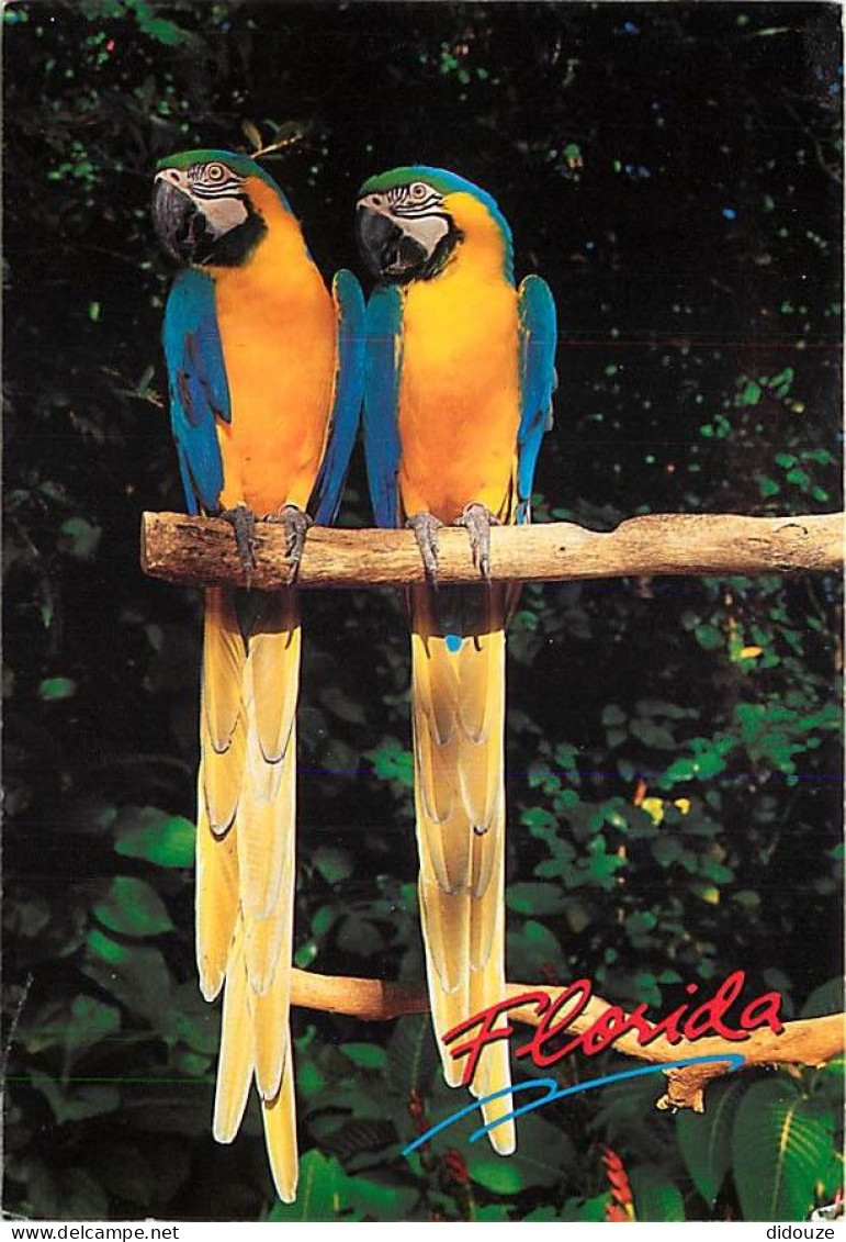 Animaux - Oiseaux - Perroquet - Etats-Unis - Florida - Voir Timbre Des Etats-Unis - CPM - Voir Scans Recto-Verso - Birds