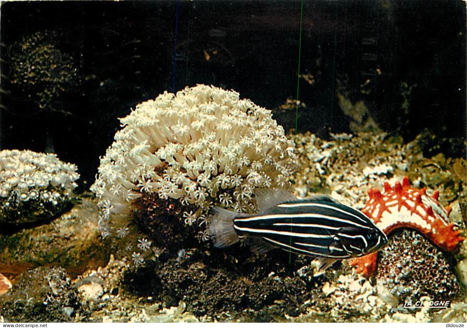Animaux - Poissons - Aquarium De La Rochelle - Gramiste-Sexilineatus - Etoile Pantaceros - Corail Tropical - CPM - Voir  - Fish & Shellfish