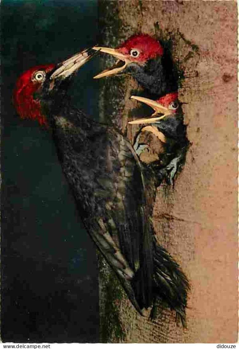 Animaux - Oiseaux - Pic Noir - Nid - Oisillons - Carte Neuve - CPM - Voir Scans Recto-Verso - Oiseaux