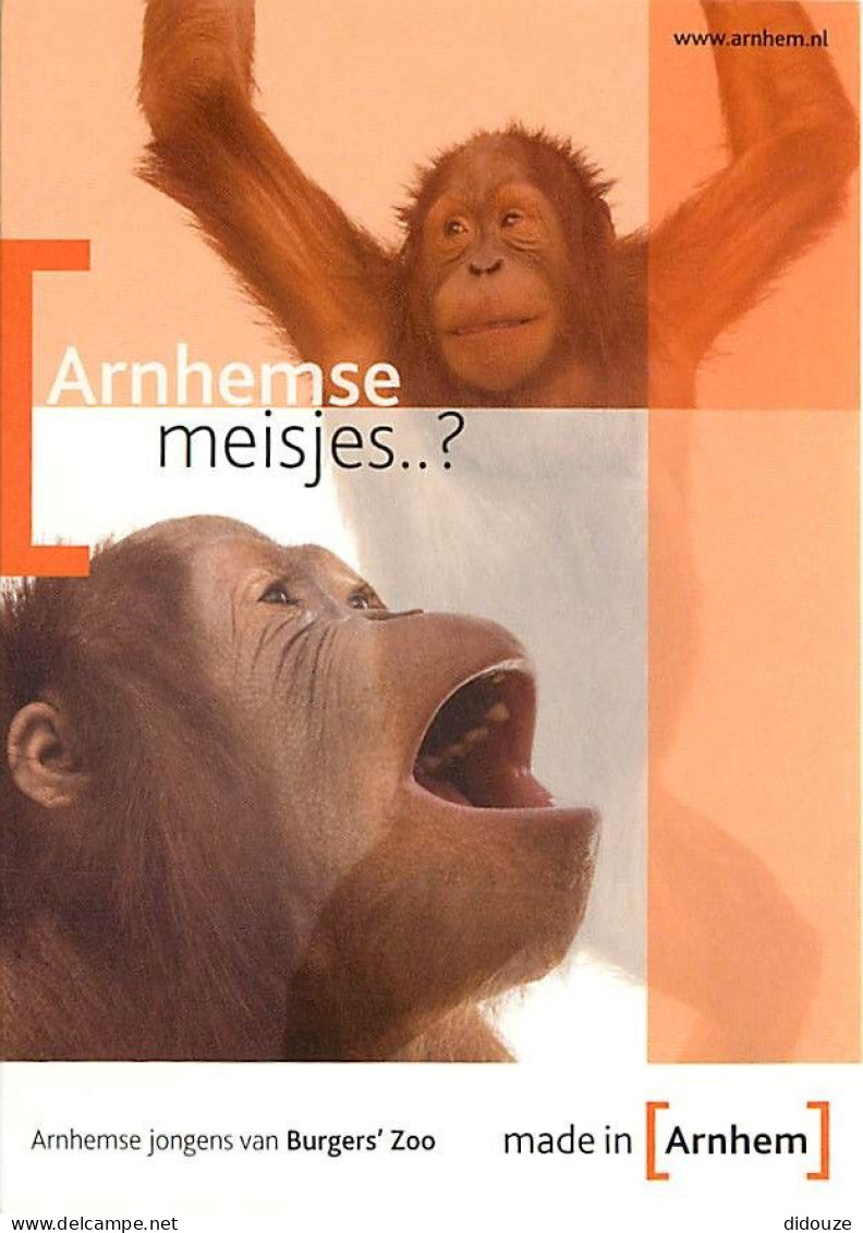 Animaux - Singes - Pays Bas - Nederland - Arnhem - Burgers'zoo - Multivues - Orang-Outan - Carte Neuve - CPM - Voir Scan - Singes