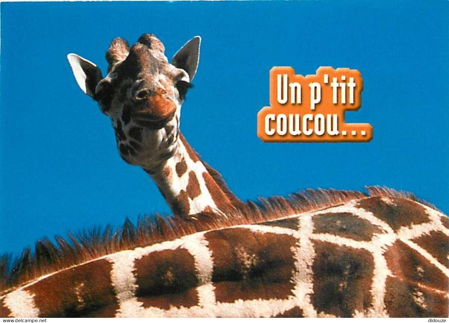 Animaux - Girafes - Carte Humoristique - Carte Neuve - CPM - Voir Scans Recto-Verso - Giraffen