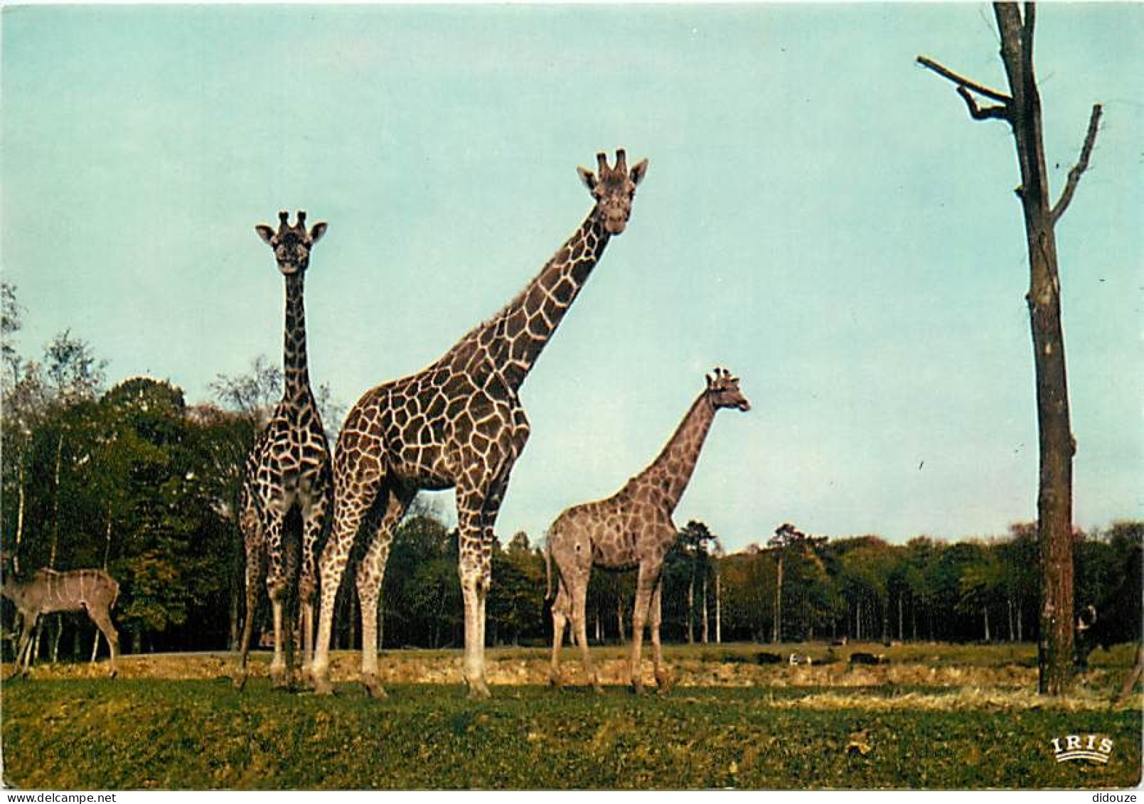 Animaux - Girafes - Réserve Africaine Du Château De Thoiry En Yvelines - Carte Neuve - CPM - Voir Scans Recto-Verso - Giraffes