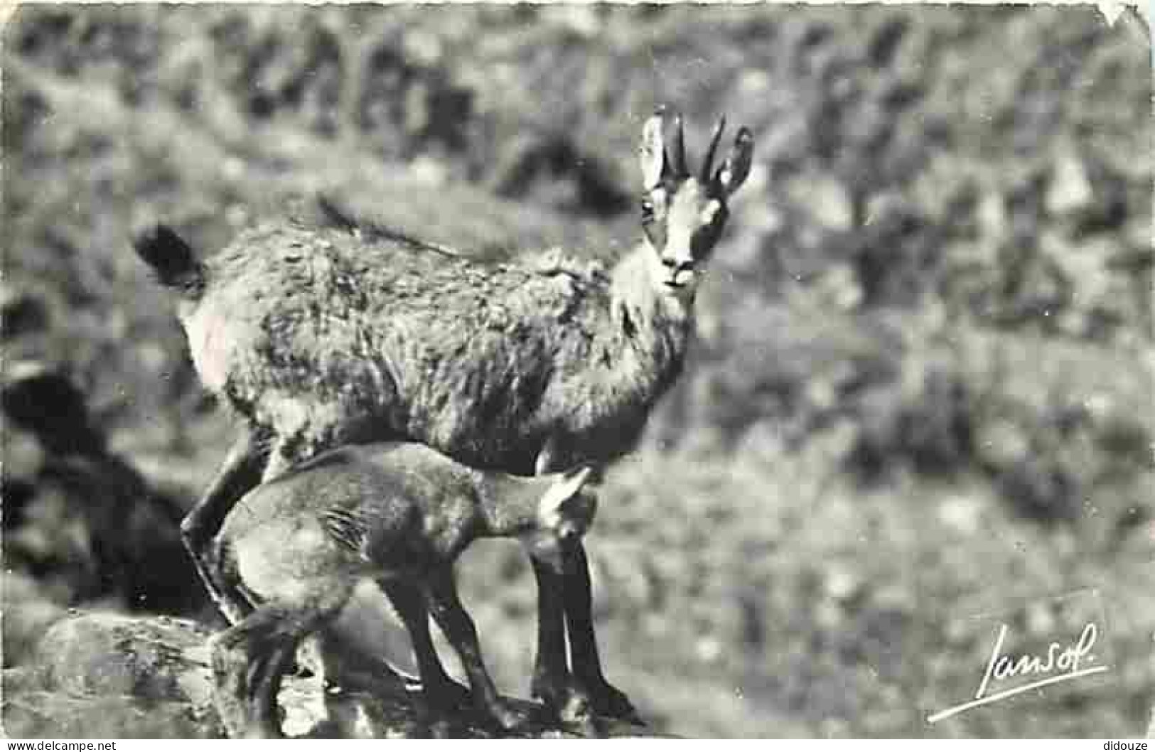 Animaux - Biches - Chevreuils - Cerfs - Faons - CPM - Voir Scans Recto-Verso - Other & Unclassified