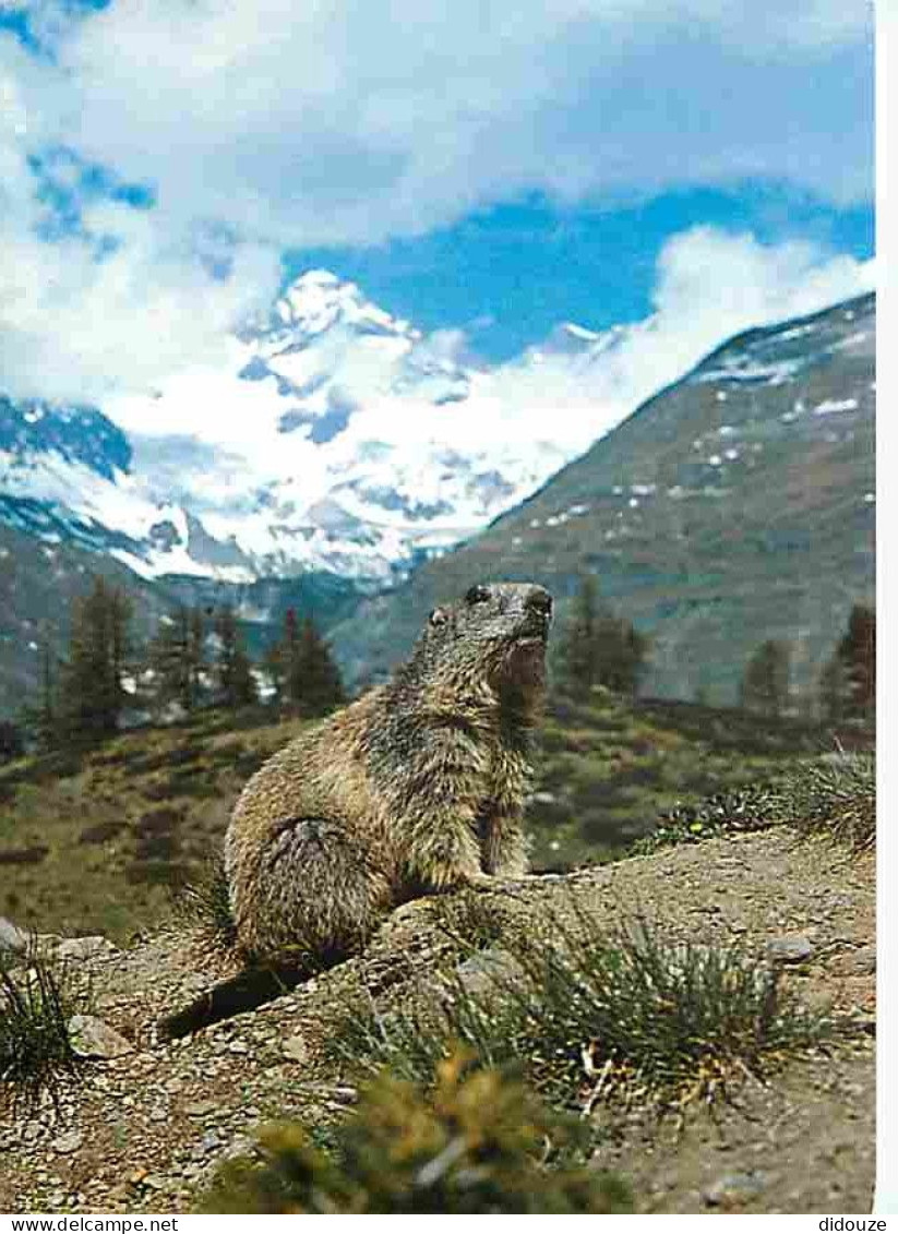 Animaux - Marmottes - CPM - Voir Scans Recto-Verso - Autres & Non Classés