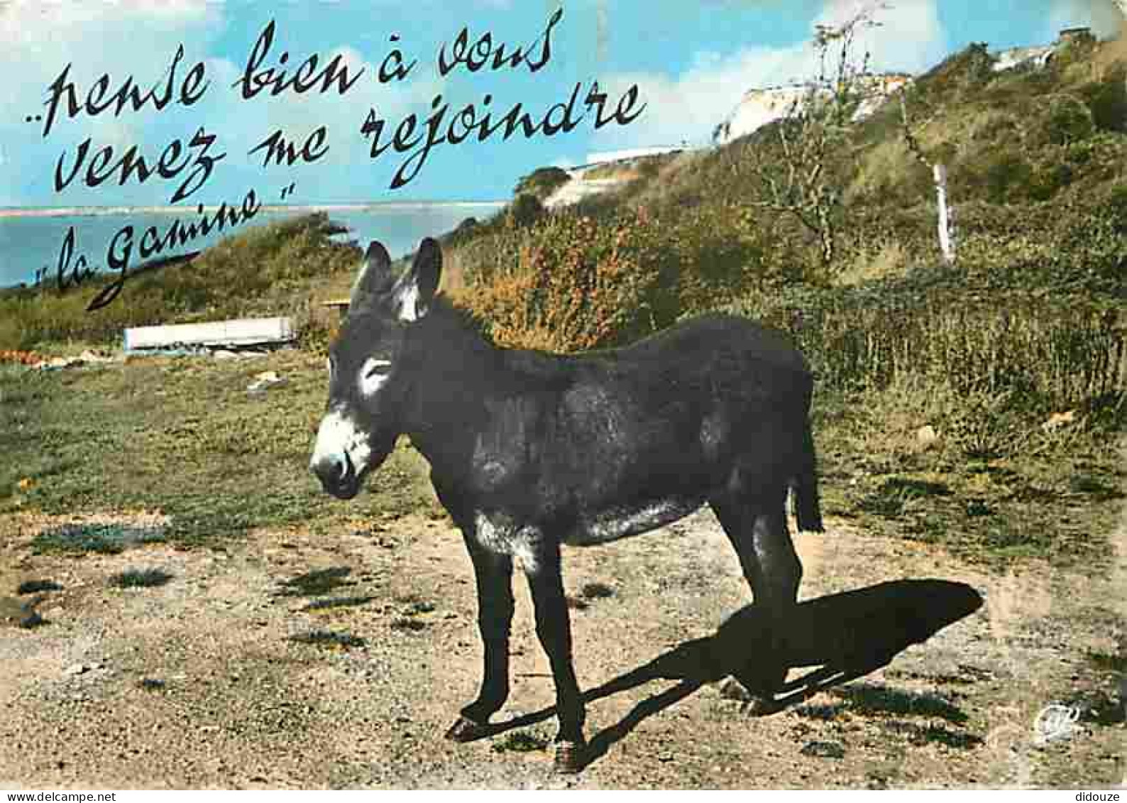 Animaux - Anes - Carte Humoristique - CPM - Voir Scans Recto-Verso - Donkeys