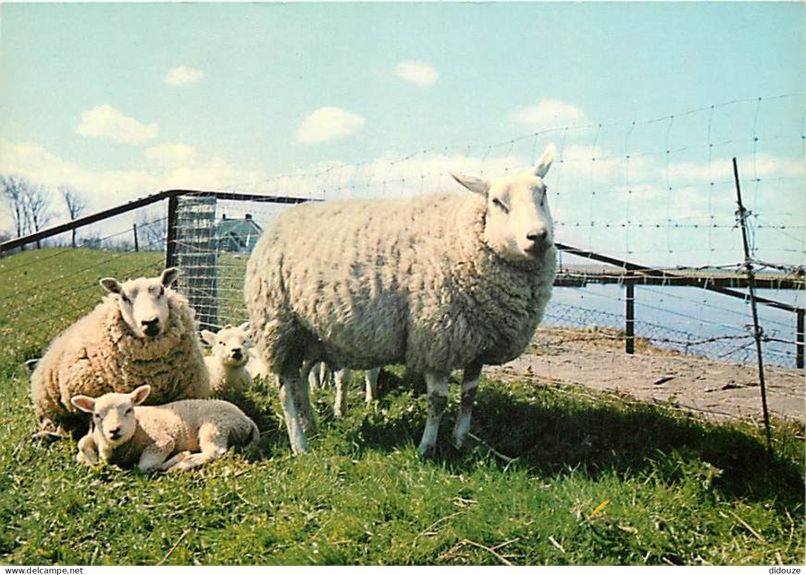 Animaux - Moutons - Groeten Van Bei Eiland Ameland - CPM - Carte Neuve - Voir Scans Recto-Verso - Other & Unclassified