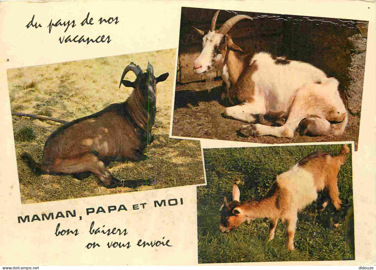Animaux - Chèvres - Carte à Message Humoristique - CPM - Voir Scans Recto-Verso - Other & Unclassified