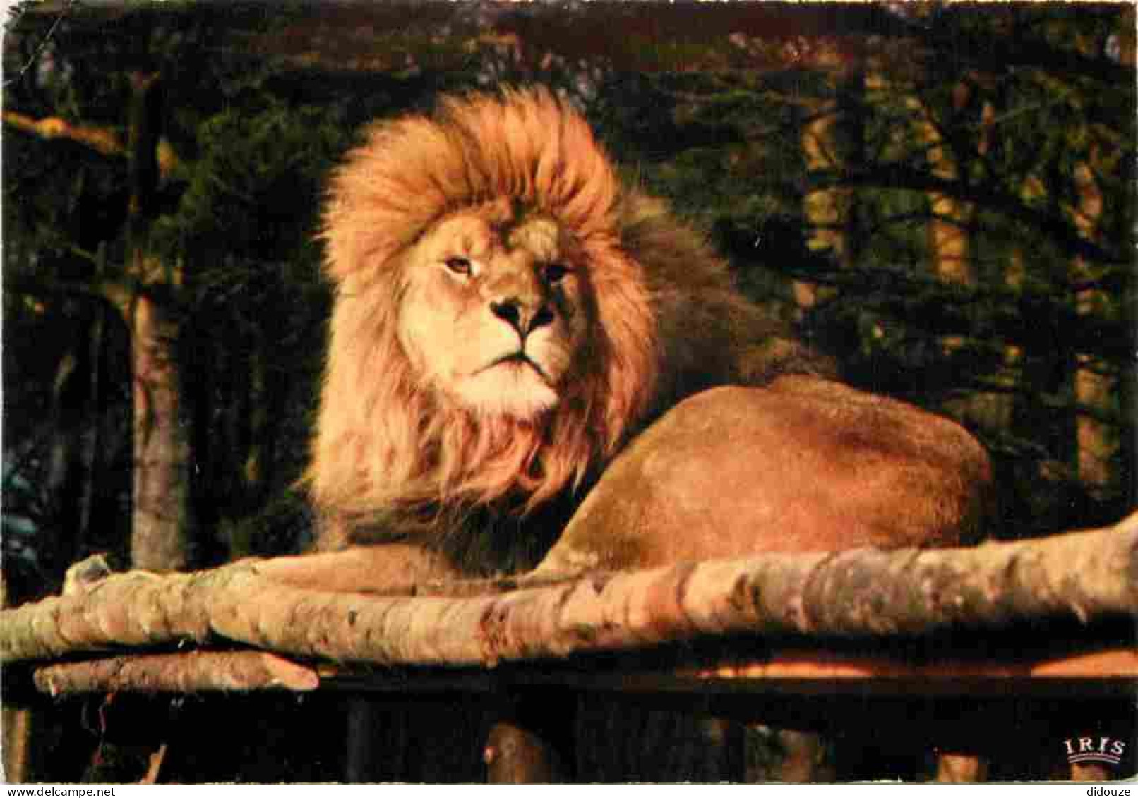 Animaux - Fauves - Lion - Réserve Africaine Du Château De Thoiry En Yvelines - Zoo - CPM - Voir Scans Recto-Verso - Lions