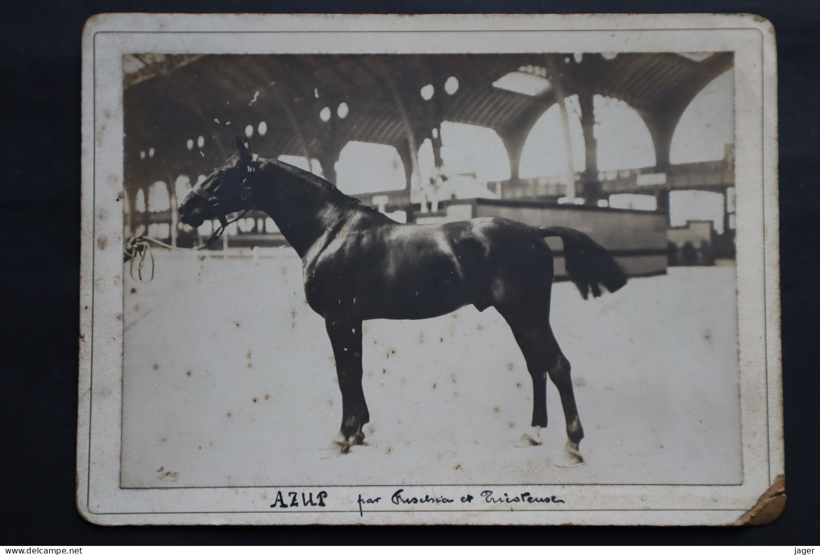 Photo équitation   Cheval   AZUR  étalon - Old (before 1900)