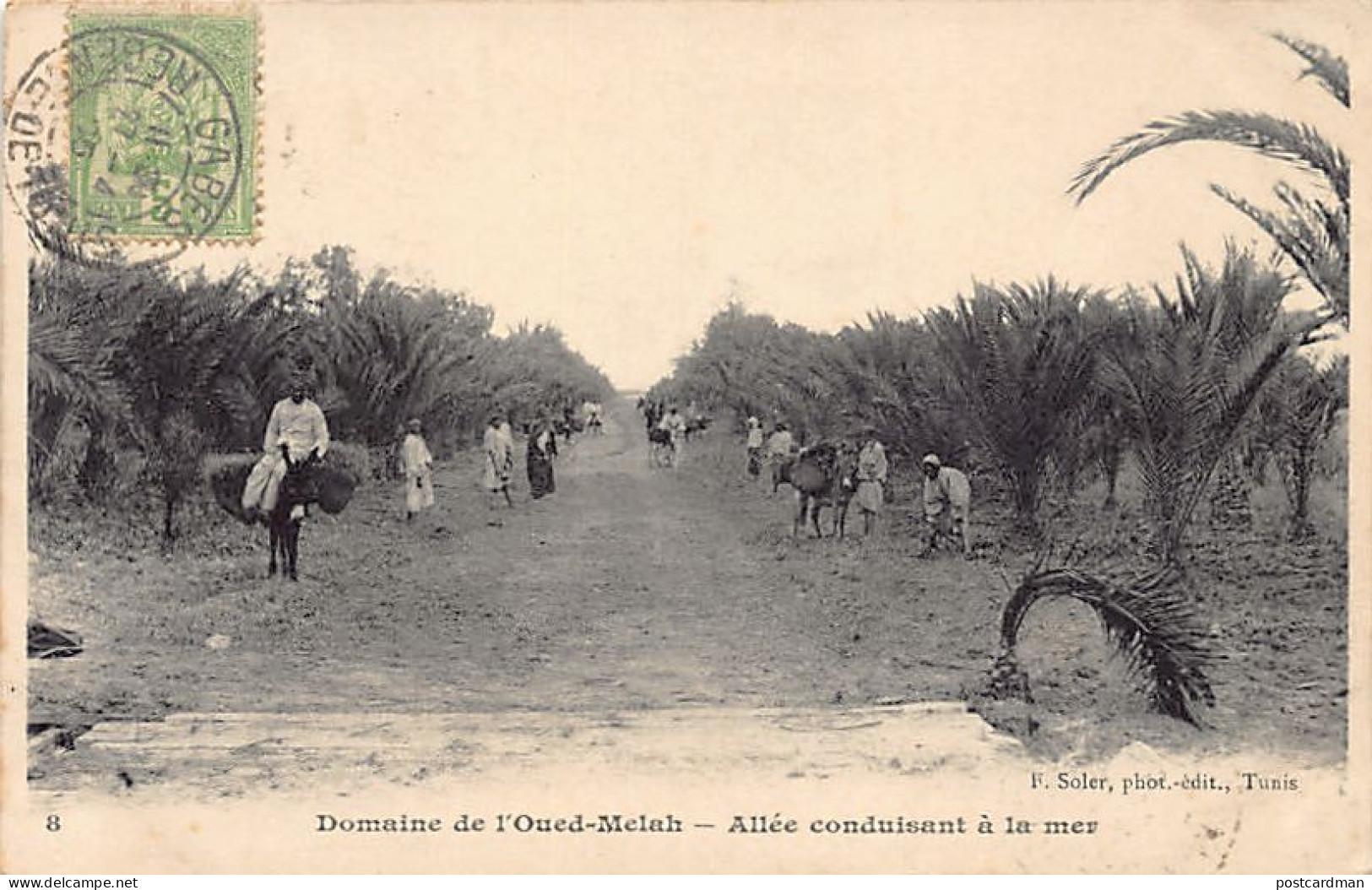 Tunisie - Domaine De L'Oued-Melah - Allée Condusiant à La Mer - Ed. F. Soler 8 - Tunisia