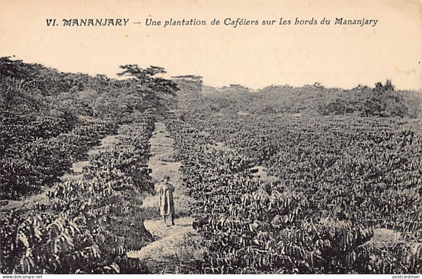 Madagascar - MANANJARY - Une Plantation De Caféiers Sur Les Bords Du Mananjary - Ed. J. Venot VI - Madagascar