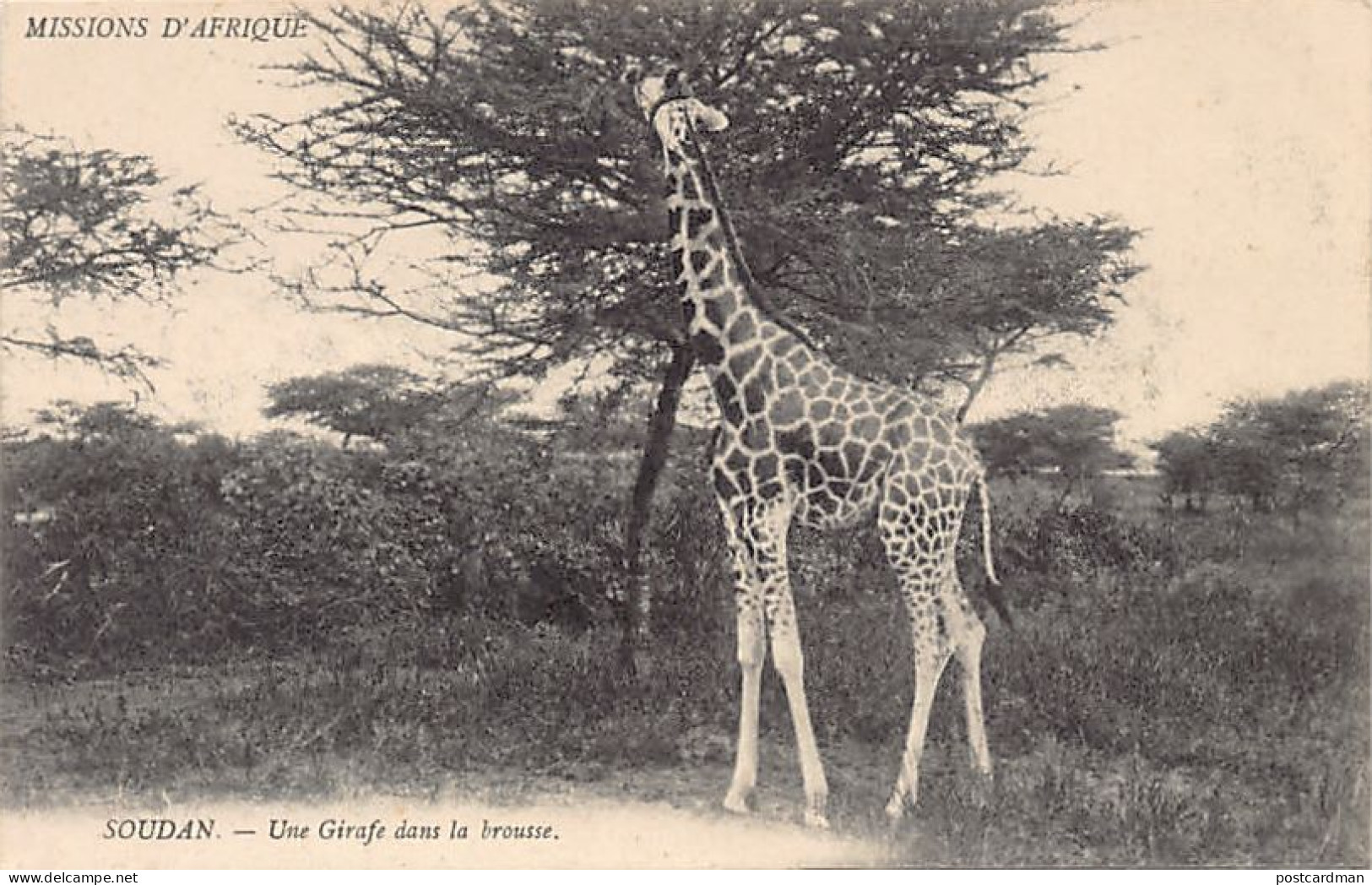 Mali - Une Girafe Dans La Brousse - Ed. Soeurs Missionnaires De N.-D. D'Afrique  - Mali