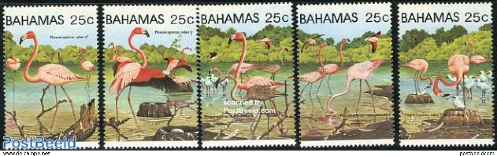 Bahamas 1982 Flamingoes 5v, Mint NH, Nature - Birds - Flamingo - Other & Unclassified