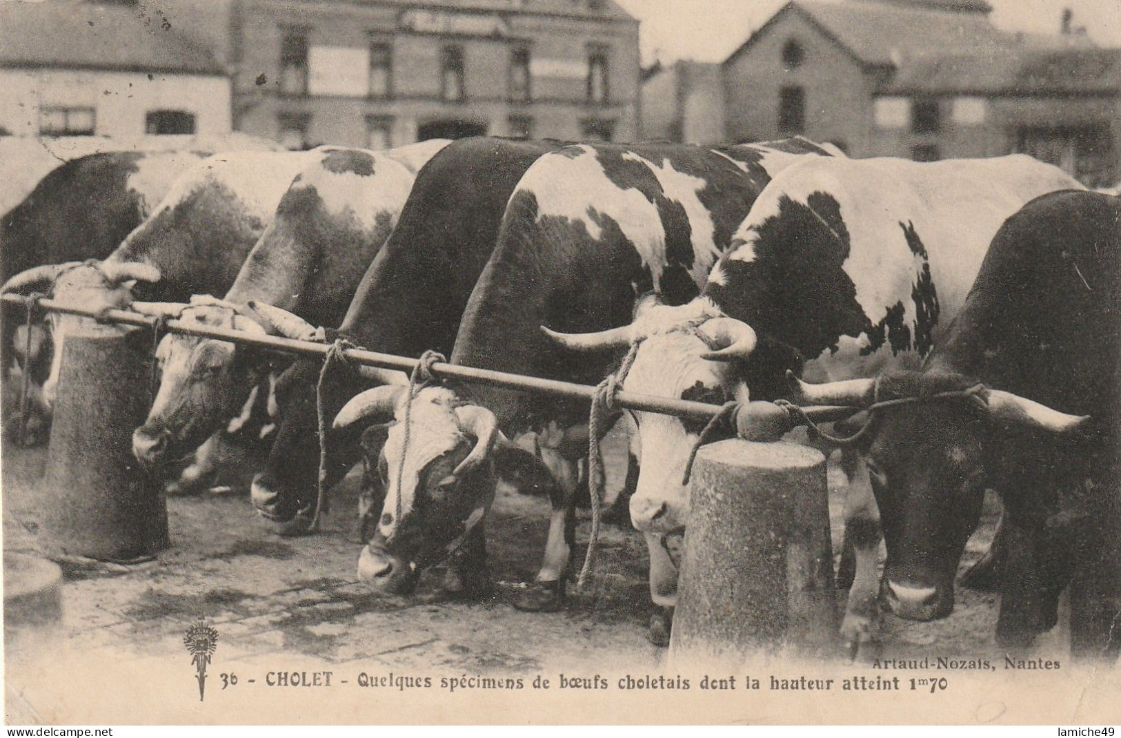 CHOLET Quelques Spécimens De Bœufs Choletais Marché Aux Bœufs Circulée 1918 - Cholet