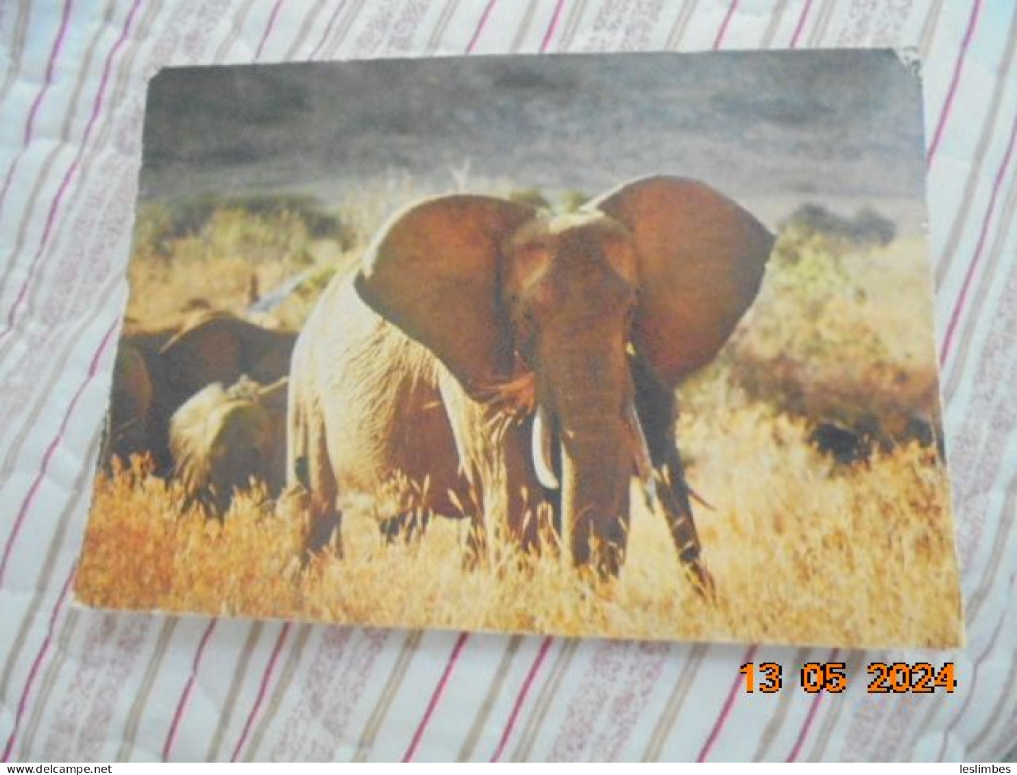 Elephants 363/1 - Éléphants