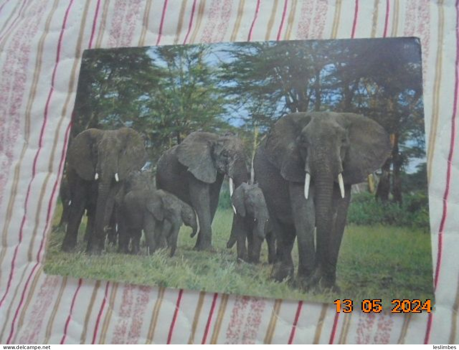 Escale En Cote D'Ivoire. Famille D'elephants. - Elephants