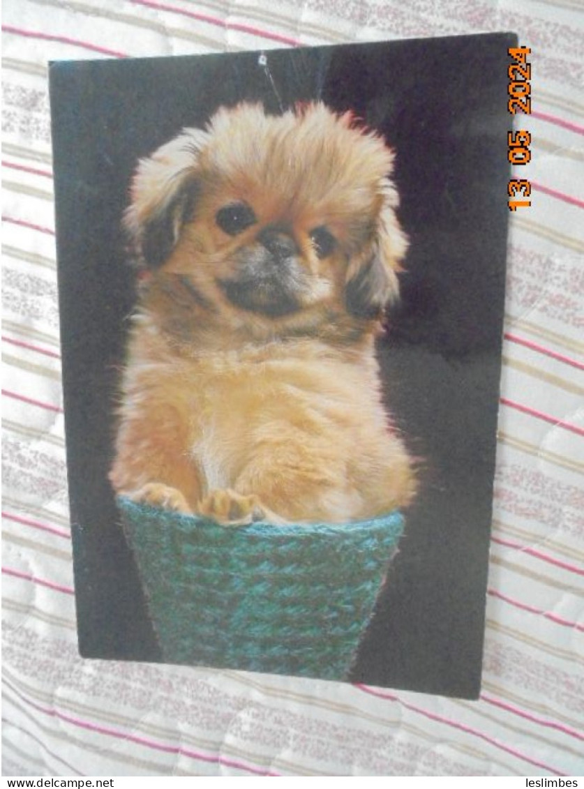 Pekinese In A Basket. CYZ 7465/31A - Dogs