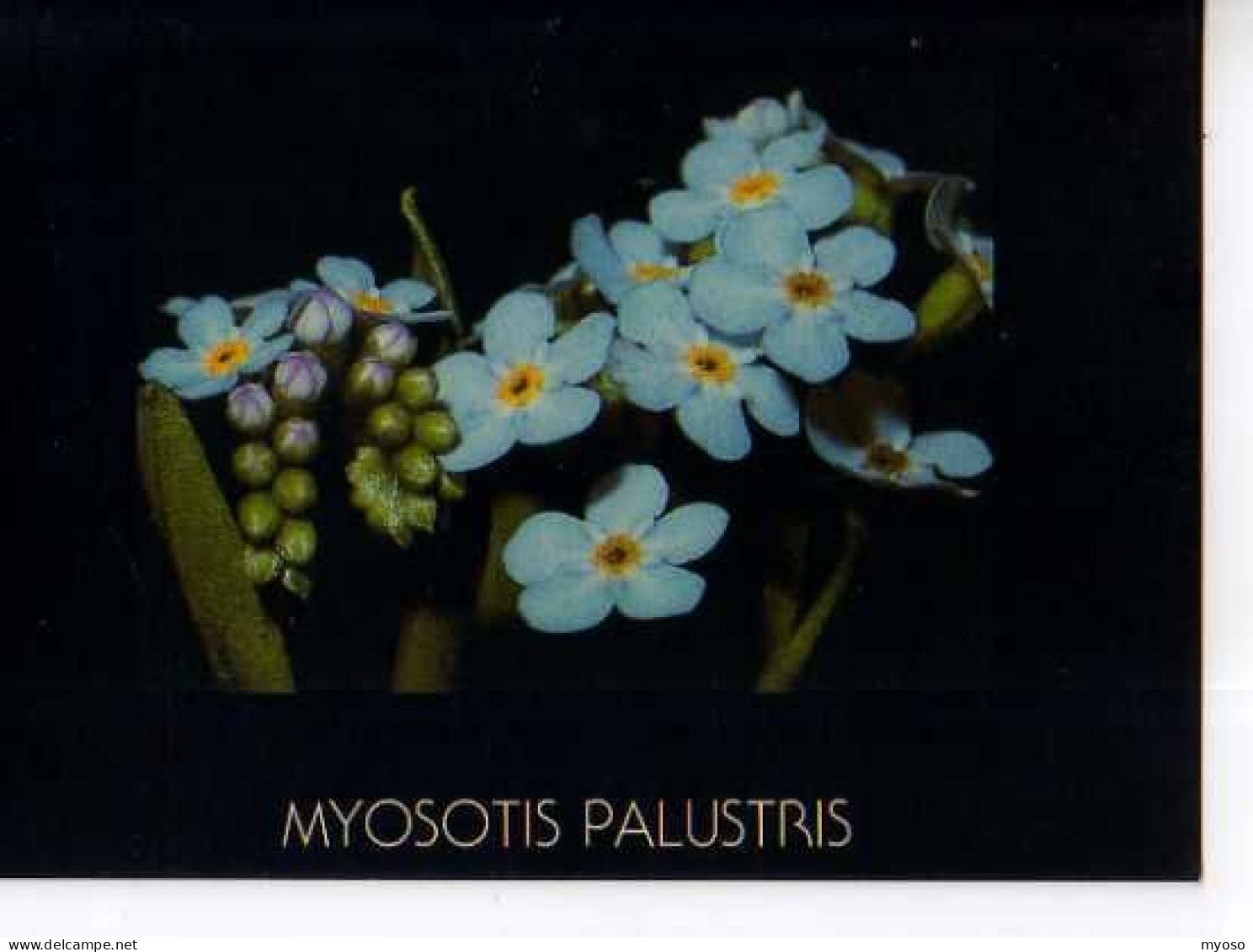 Myosotis Des Marais - Fleurs