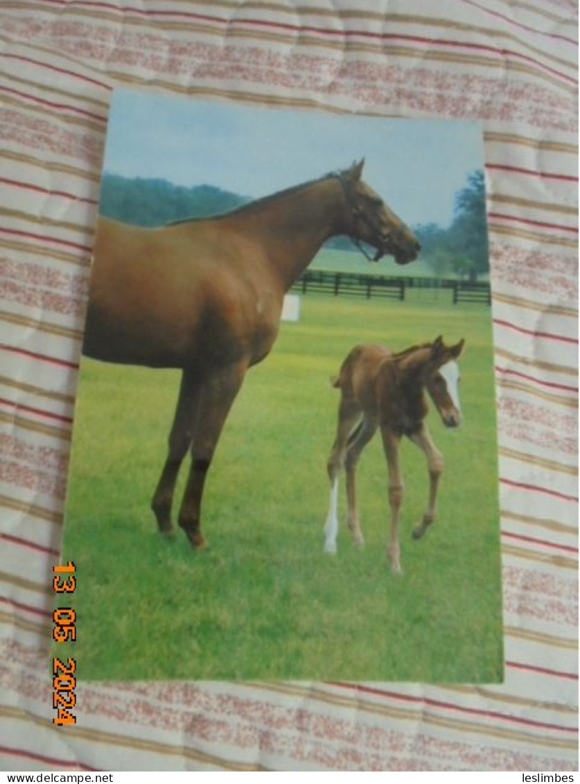 Horse And Colt Photochrom 50683 - Chevaux