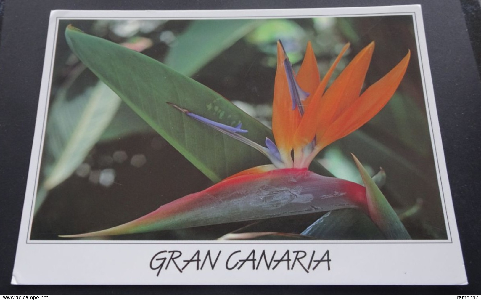Gran Canaria - Strelitzia - Estilo Canarias - Foto Lorca - Gran Canaria