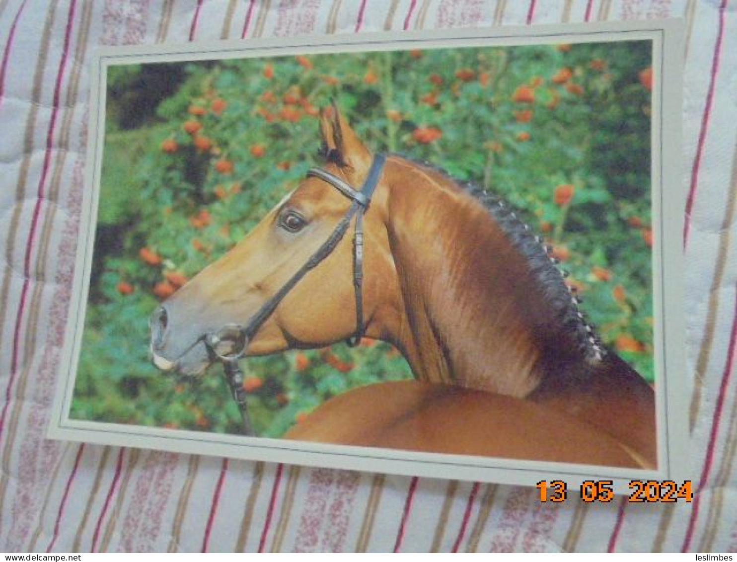 Cheval Rhodania 90974 - Horses