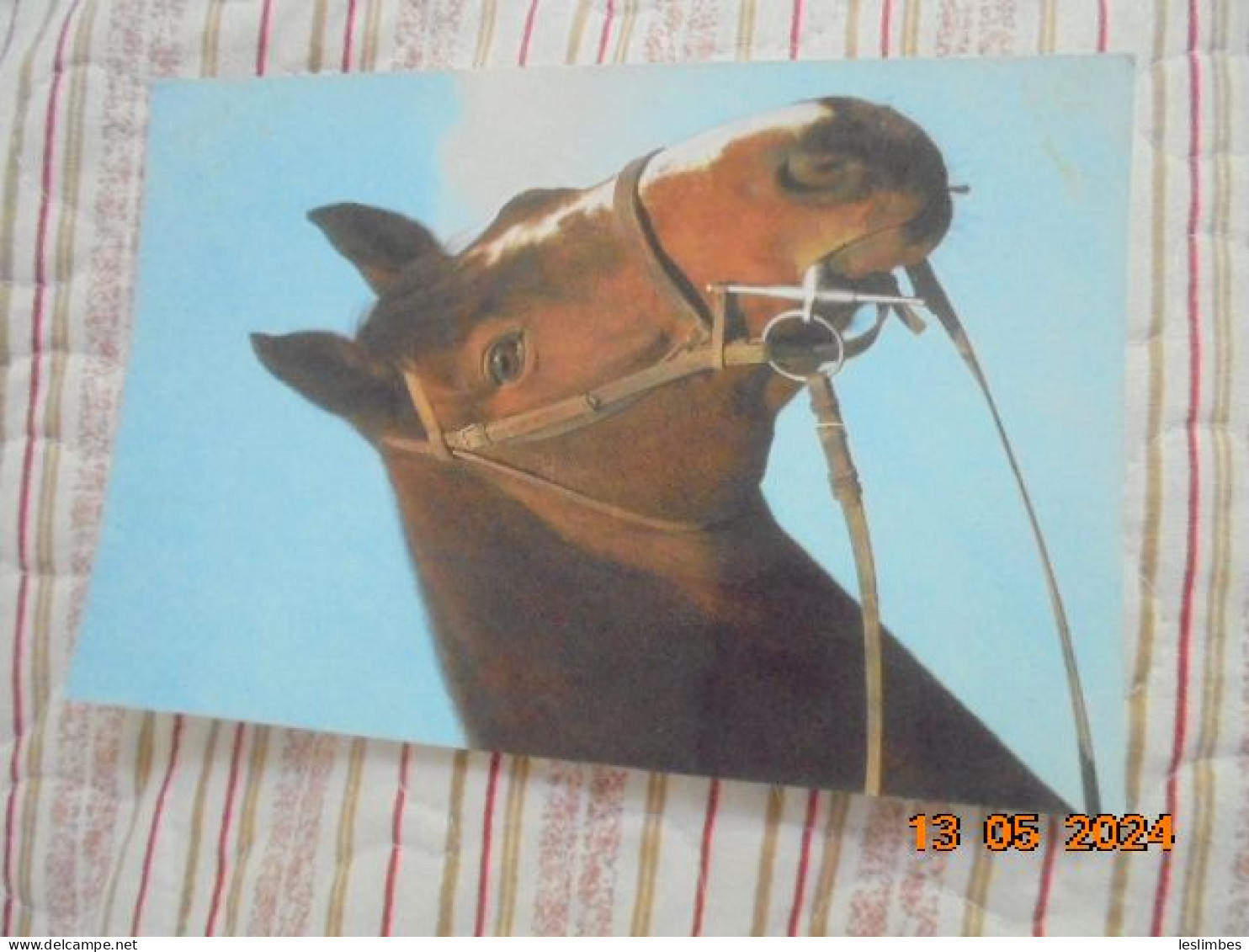 Cheval Cyz 7689/27a Pm 1981 - Horses