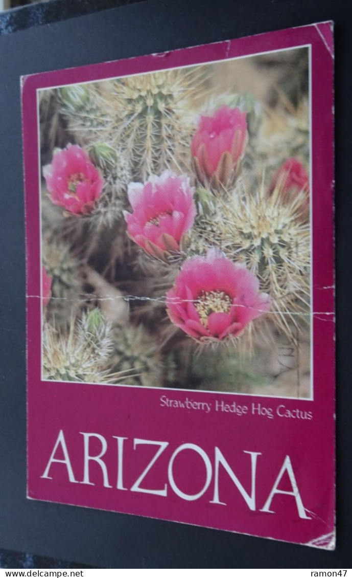 Arizona - Strawberry Hedge Hog Cactus - Philip Donovsky Photo - Petley Studios, Arizona - Autres & Non Classés
