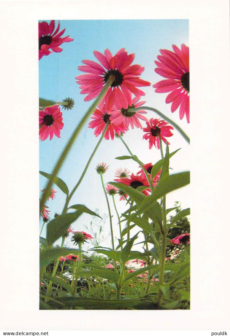 Germany Plusbrief Individuell Flowers Posted Altenkirchen 2008. Postal Weight Approx 40 Gramms. Please Read Sales Condit - Private Postcards - Used
