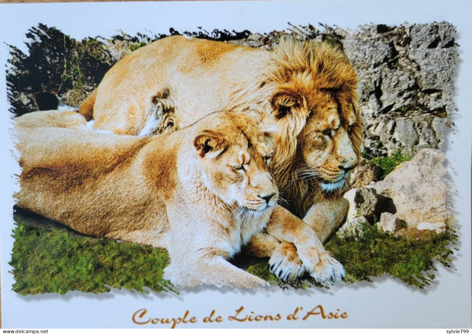 Couple De Lions D'Asie - Besançon - Museum - Jardin Zoologique - Zoo - Lions