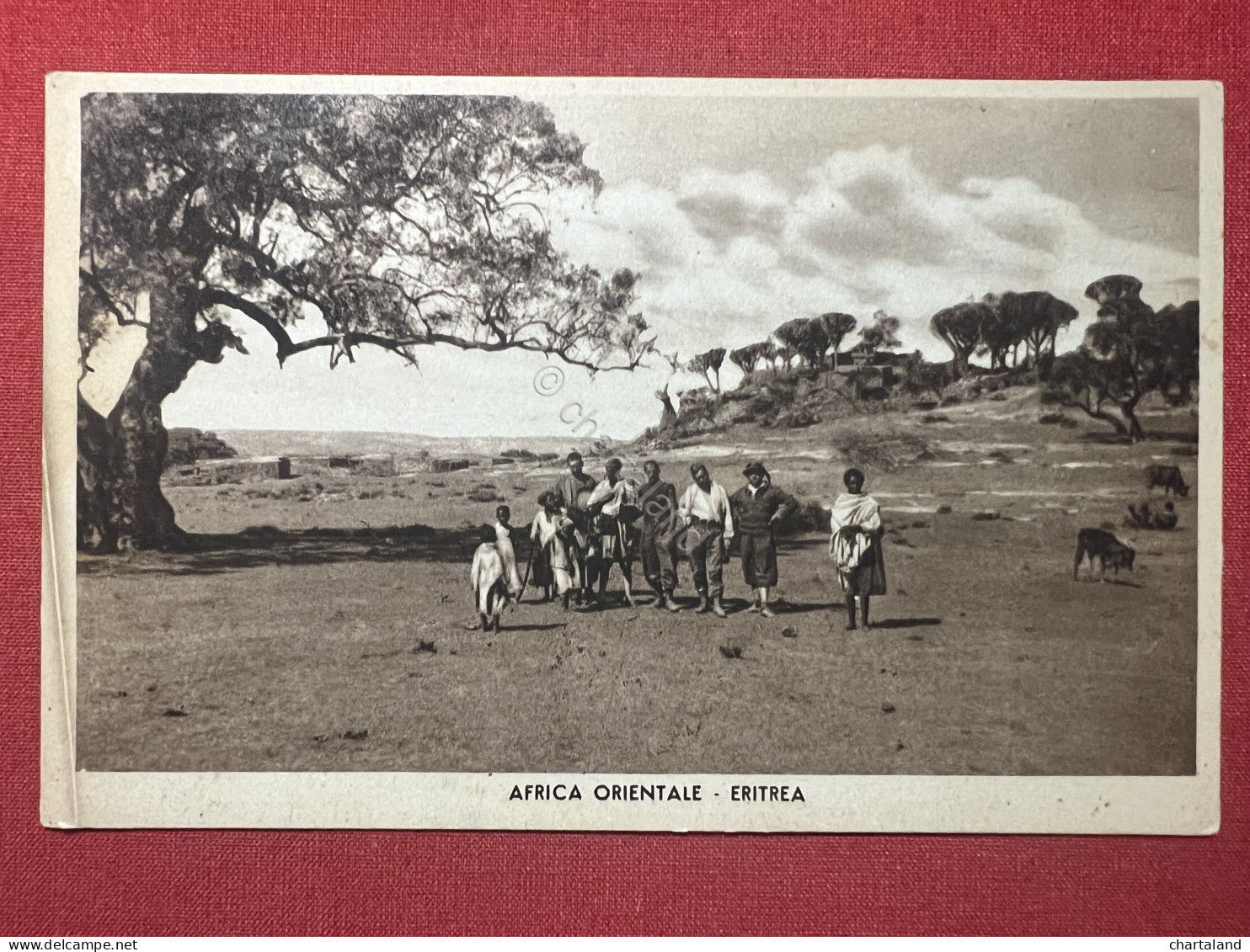 Cartolina - Africa Orientale - Eritrea - 1936 - Other & Unclassified