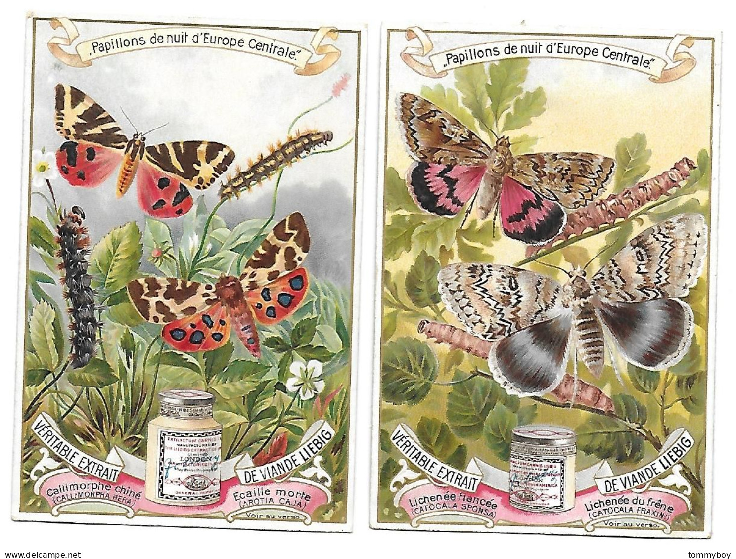 S 555, Liebig 6 Cards, Papillons De Nuit D'Europe Centrale (ref B12) - Liebig