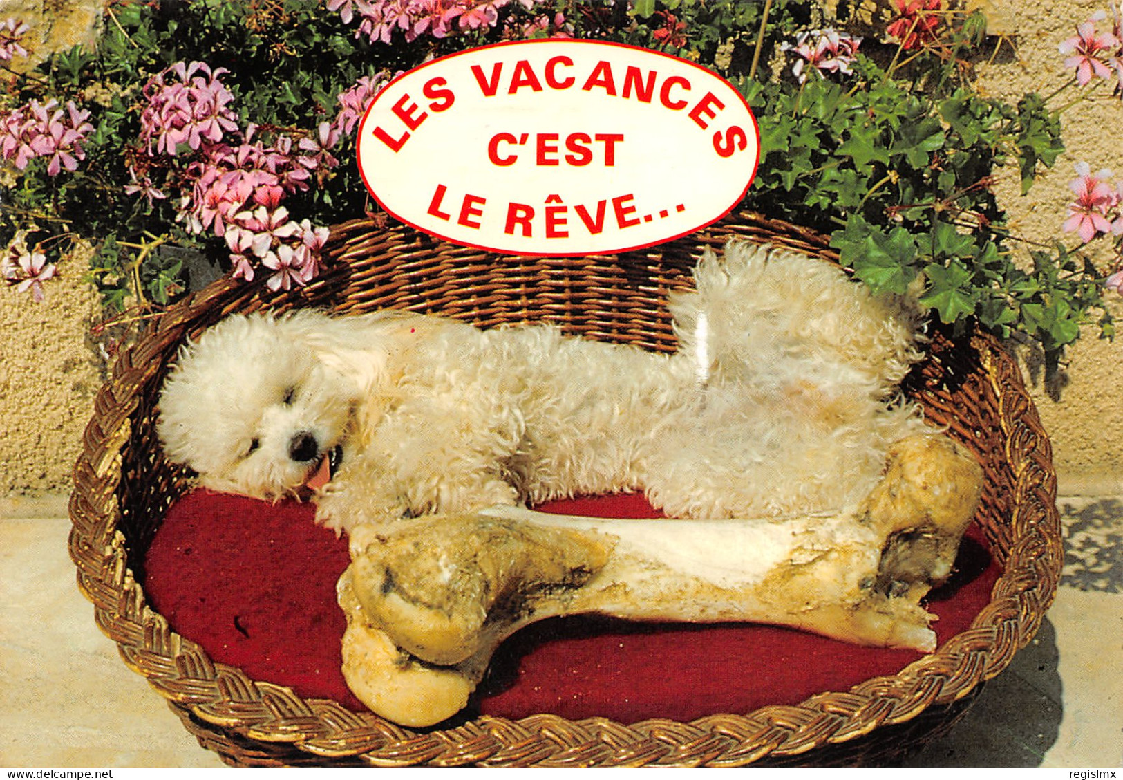 HU-HUMOUR CHIEN-N°T2653-A/0233 - Humour