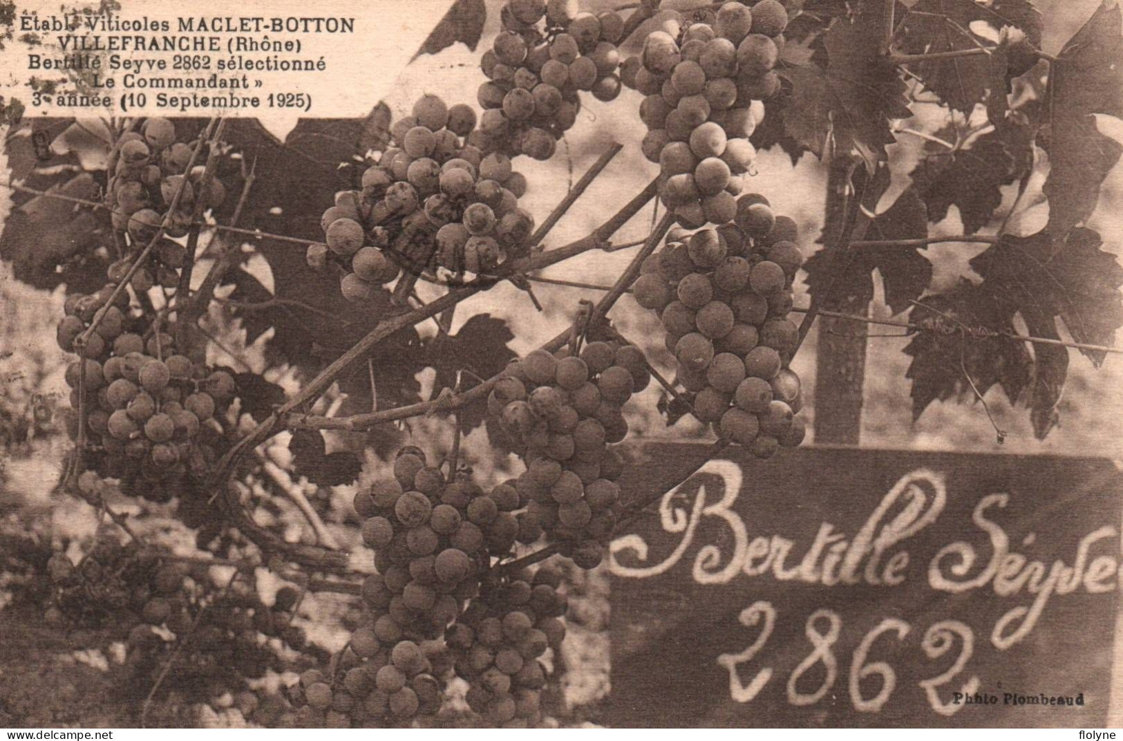 Villefranche - établissement Viticoles MACLET BOTTON - Bertill& Seyve 2862 Sélectionné , Le Commandant - Vin Vignoble - Villefranche-sur-Saone