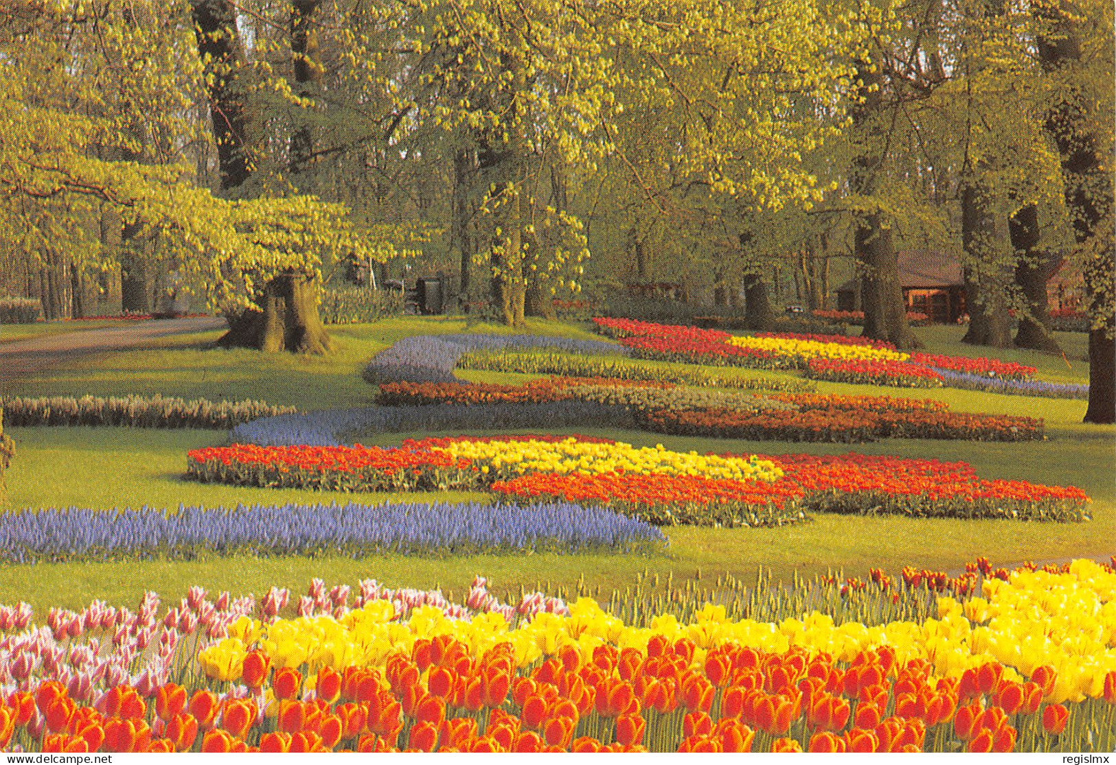 ET-PAYS BAS LISEE KEUKENHOF-N°T2656-C/0075 - Lisse