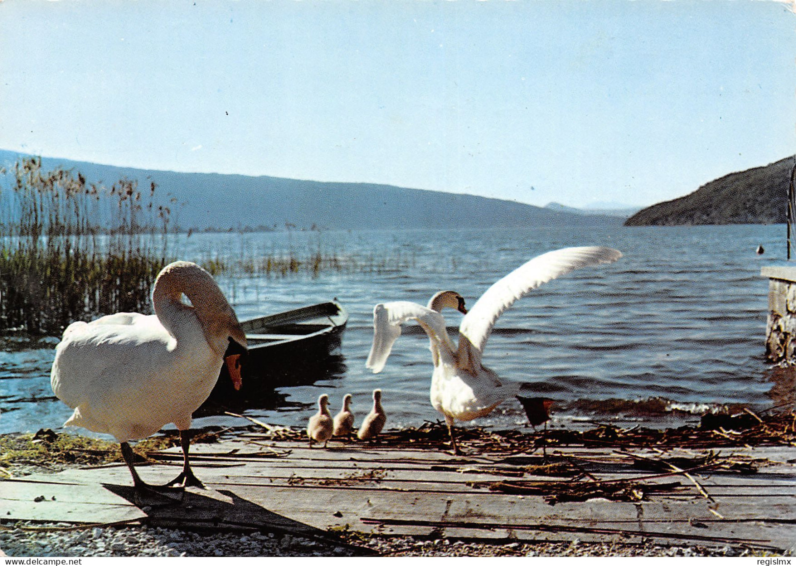 TH-ANIMAUX FAMILLE DE CYGNE-N°T2657-A/0267 - Autres & Non Classés