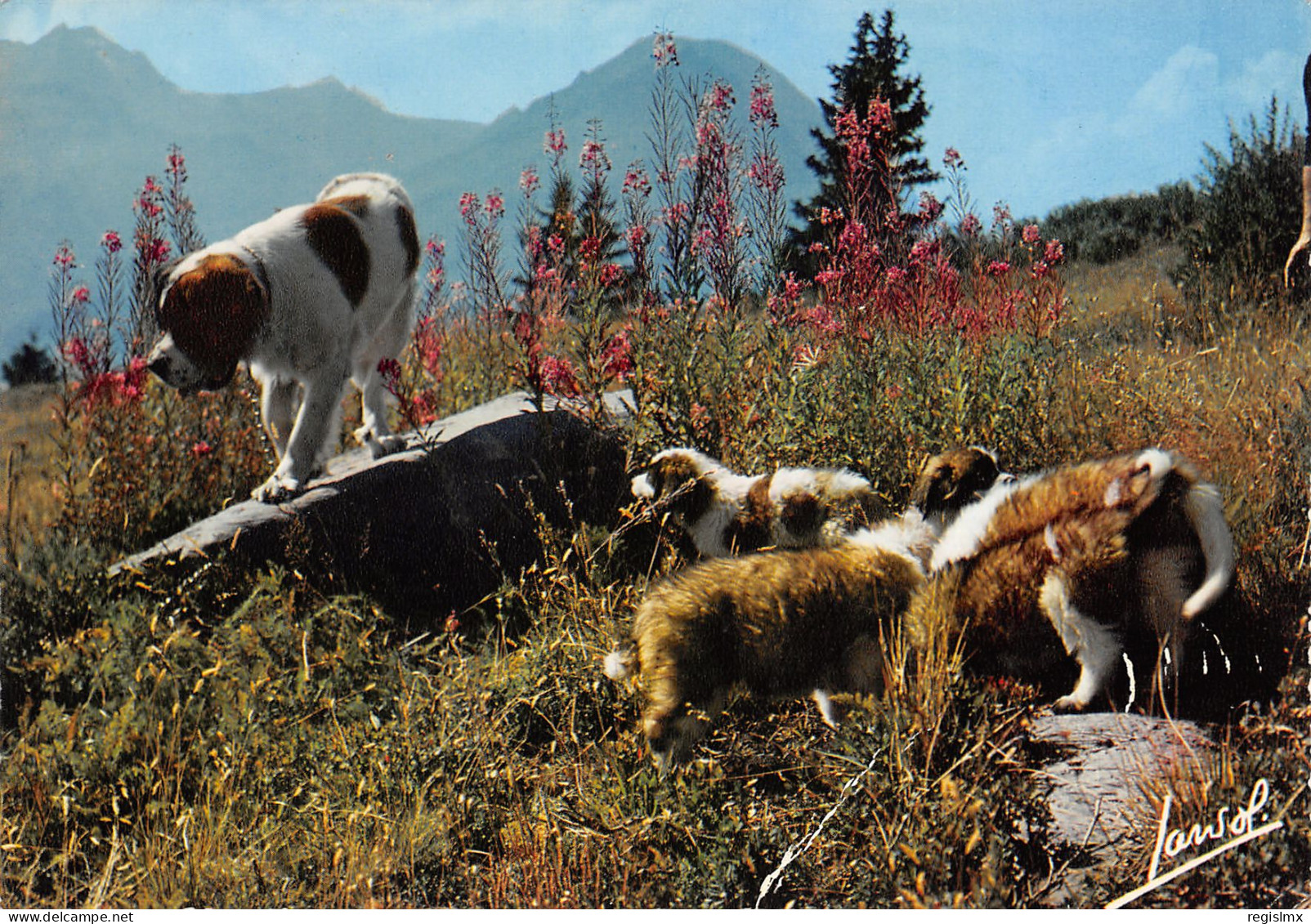 TH-ANIMAUX PETITS SAINT BERNARD-N°T2659-A/0397 - Autres & Non Classés