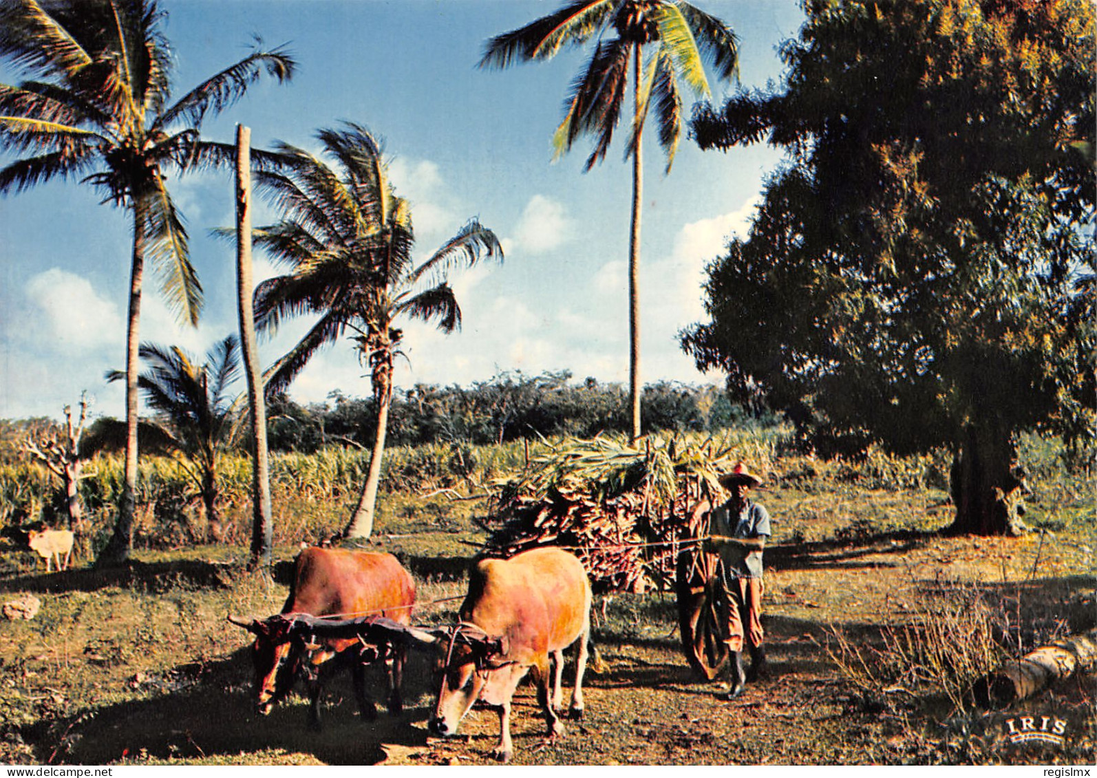 971-GUADELOUPE CANNE A SUCRE-N°T2660-A/0317 - Other & Unclassified