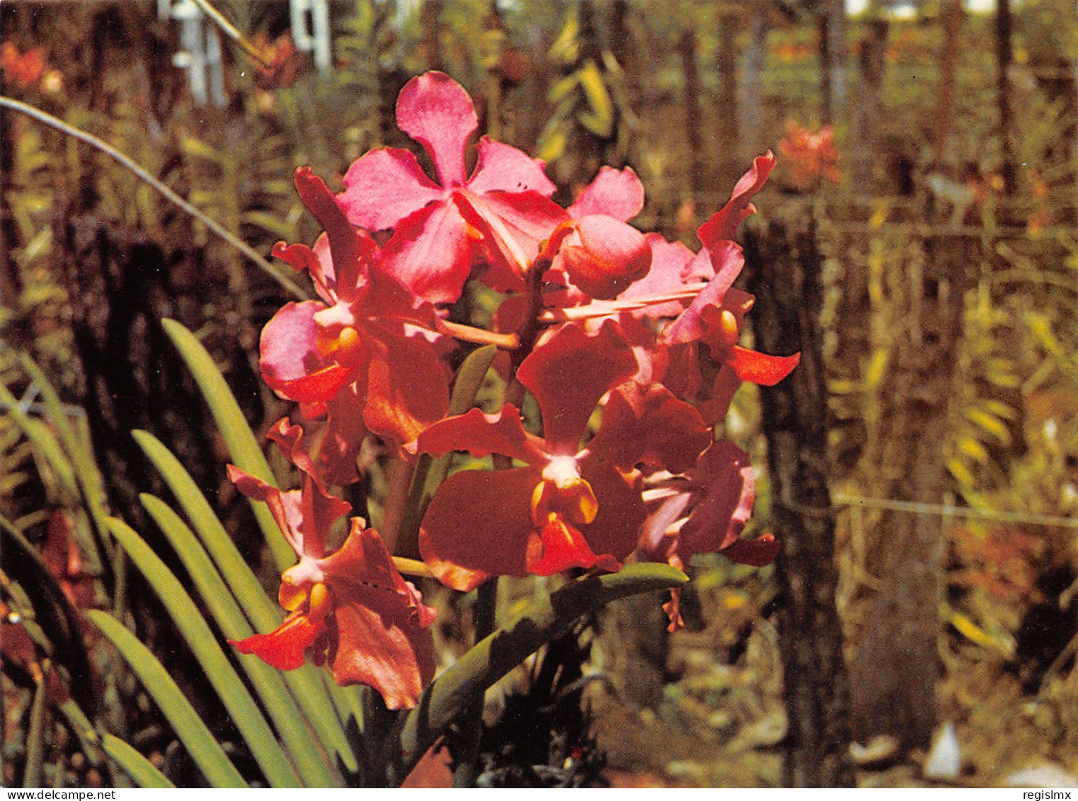 974-ILE DE LA REUNION UNE ORCHIDEE-N°T2664-A/0133 - Andere & Zonder Classificatie