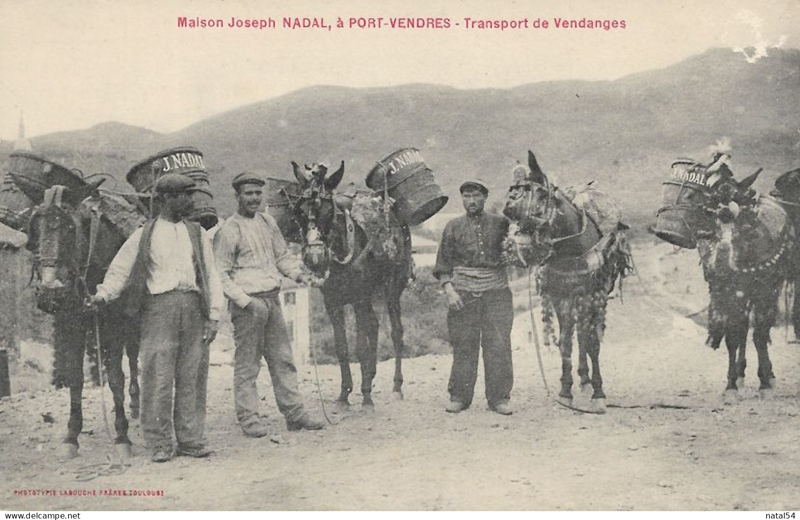 Maison Joseph Nadal, à Port-Vendres - Transport De Vendanges - Belle CPA Animée - Carte Neuve - Port Vendres