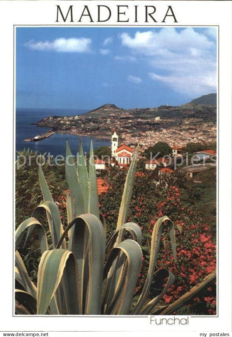 72529387 Funchal Panorama Kuestenstadt Kaktus  - Other & Unclassified